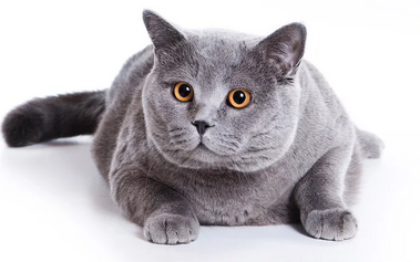 Лечение хронической почечной недостаточности у кошек