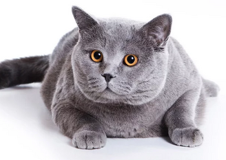 Что такое ХПН у кошек