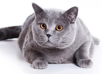 Что такое ХПН у кошек