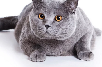 Лечение хронической почечной недостаточности у кошек